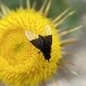 Geron nigralis at Jerrabomberra, NSW - 19 Feb 2022