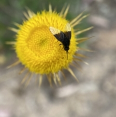 Geron nigralis at Jerrabomberra, NSW - 19 Feb 2022 03:39 PM