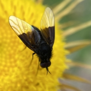 Geron nigralis at Jerrabomberra, NSW - 19 Feb 2022