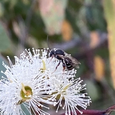 Lipotriches sp. (genus) (Halictid bee) at Mount Jerrabomberra QP - 19 Feb 2022 by Steve_Bok