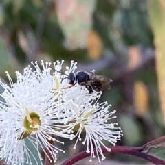 Lipotriches sp. (genus) at Jerrabomberra, NSW - 19 Feb 2022
