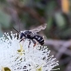 Lipotriches sp. (genus) at Jerrabomberra, NSW - 19 Feb 2022