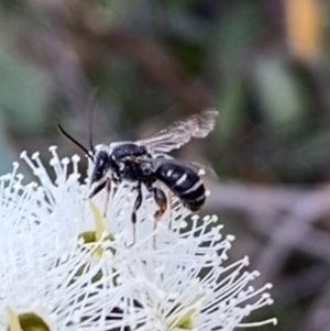 Lipotriches sp. (genus) at Jerrabomberra, NSW - 19 Feb 2022