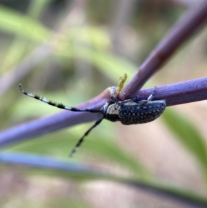 Ancita marginicollis at Jerrabomberra, NSW - 19 Feb 2022