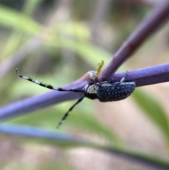 Ancita marginicollis (A longhorn beetle) at QPRC LGA - 19 Feb 2022 by Steve_Bok
