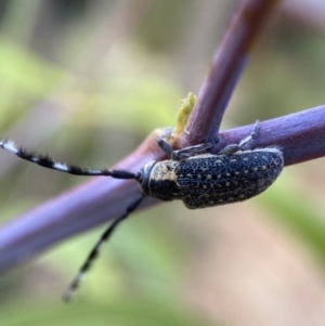 Ancita marginicollis at Jerrabomberra, NSW - 19 Feb 2022