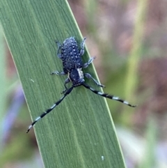 Ancita marginicollis at Jerrabomberra, NSW - 19 Feb 2022