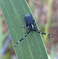 Ancita marginicollis at Jerrabomberra, NSW - 19 Feb 2022