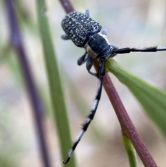 Ancita marginicollis at Jerrabomberra, NSW - 19 Feb 2022