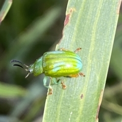 Calomela pallida (Leaf beetle) at Mount Jerrabomberra QP - 19 Feb 2022 by Steve_Bok