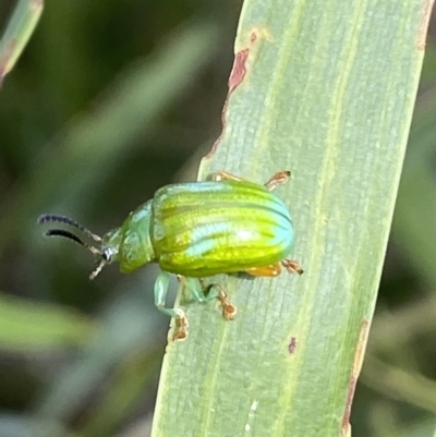 Calomela pallida (Leaf beetle) at Jerrabomberra, NSW - 19 Feb 2022 by SteveBorkowskis