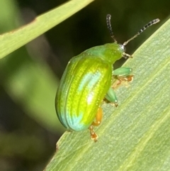 Calomela pallida at Jerrabomberra, NSW - 19 Feb 2022 05:10 PM