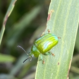 Calomela pallida at Jerrabomberra, NSW - 19 Feb 2022 05:10 PM