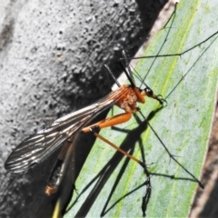 Harpobittacus australis (Hangingfly) at Namadgi National Park - 14 Feb 2022 by JohnBundock