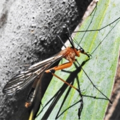 Harpobittacus australis (Hangingfly) at Booth, ACT - 15 Feb 2022 by JohnBundock