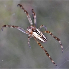 Plebs bradleyi (Enamelled spider) at Booth, ACT - 14 Feb 2022 by JohnBundock