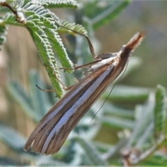 Hednota species near grammellus (Pyralid or snout moth) at Namadgi National Park - 14 Feb 2022 by JohnBundock