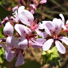 Pelargonium australe (Austral Stork's-bill) at Booth, ACT - 14 Feb 2022 by JohnBundock