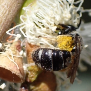 Lasioglossum (Chilalictus) sp. (genus & subgenus) at Murrumbateman, NSW - 16 Feb 2022