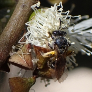 Lasioglossum (Chilalictus) sp. (genus & subgenus) at Murrumbateman, NSW - 16 Feb 2022