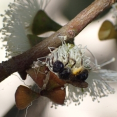 Lasioglossum (Chilalictus) sp. (genus & subgenus) at Murrumbateman, NSW - 16 Feb 2022