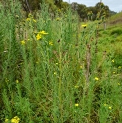 Madia sativa (Tarweed) at Booth, ACT - 18 Feb 2022 by JBrickhill