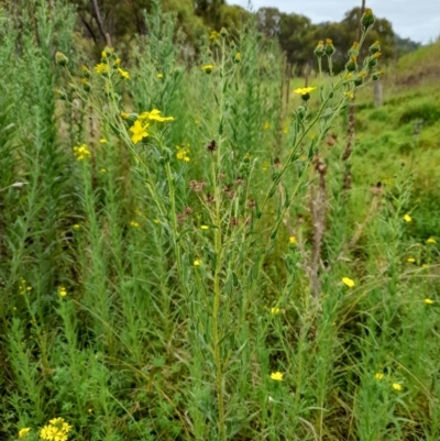 Madia sativa (Tarweed) at Booth, ACT - 18 Feb 2022 by JBrickhill