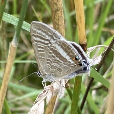 Lampides boeticus (Long-tailed Pea-blue) at Curtin, ACT - 17 Feb 2022 by RAllen