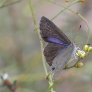 Erina hyacinthina at Jerrabomberra, NSW - 19 Feb 2022 02:55 PM