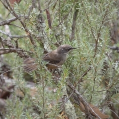 Sericornis frontalis (White-browed Scrubwren) at Mount Jerrabomberra QP - 19 Feb 2022 by Steve_Bok