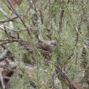 Sericornis frontalis at Jerrabomberra, NSW - 19 Feb 2022