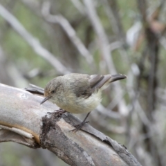 Acanthiza reguloides (Buff-rumped Thornbill) at Mount Jerrabomberra - 19 Feb 2022 by Steve_Bok