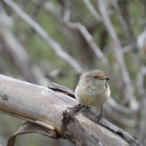 Acanthiza reguloides at Jerrabomberra, NSW - 19 Feb 2022