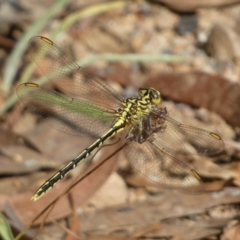 Austrogomphus guerini (Yellow-striped Hunter) at Mount Jerrabomberra - 19 Feb 2022 by Steve_Bok