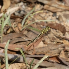 Austrogomphus guerini at Jerrabomberra, NSW - 19 Feb 2022 04:45 PM