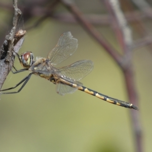 Hemicordulia tau at Jerrabomberra, NSW - 19 Feb 2022 04:50 PM