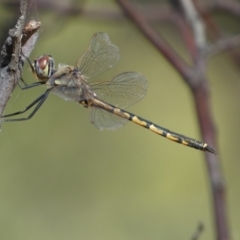 Hemicordulia tau at Jerrabomberra, NSW - 19 Feb 2022 04:50 PM