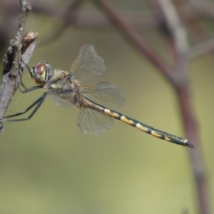 Hemicordulia tau at Jerrabomberra, NSW - 19 Feb 2022 04:50 PM