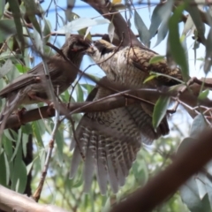 Eudynamys orientalis (Pacific Koel) at Monash, ACT - 19 Feb 2022 by RodDeb