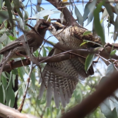 Eudynamys orientalis (Pacific Koel) at Tuggeranong Creek to Monash Grassland - 19 Feb 2022 by RodDeb