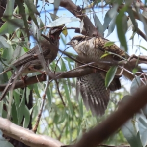 Eudynamys orientalis at Monash, ACT - 19 Feb 2022