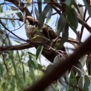 Eudynamys orientalis at Monash, ACT - 19 Feb 2022