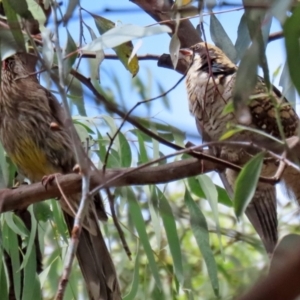 Eudynamys orientalis at Monash, ACT - 19 Feb 2022