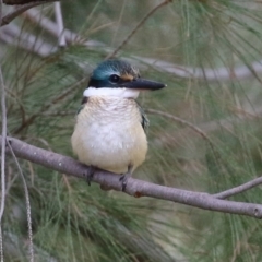 Todiramphus sanctus (Sacred Kingfisher) at Isabella Pond - 19 Feb 2022 by RodDeb