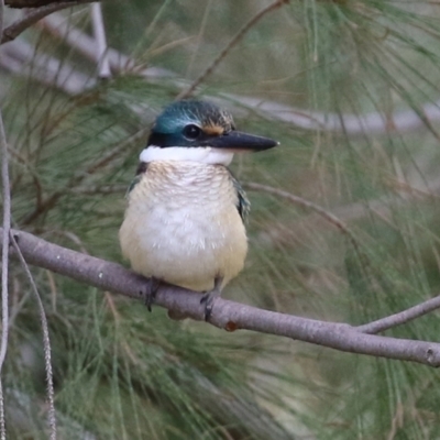 Todiramphus sanctus (Sacred Kingfisher) at Tuggeranong Creek to Monash Grassland - 19 Feb 2022 by RodDeb