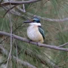 Todiramphus sanctus at Monash, ACT - 19 Feb 2022