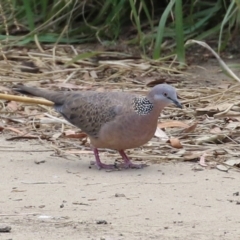 Spilopelia chinensis (Spotted Dove) at Tuggeranong Creek to Monash Grassland - 19 Feb 2022 by RodDeb