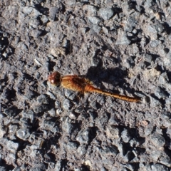 Diplacodes bipunctata (Wandering Percher) at Cook, ACT - 18 Feb 2022 by drakes