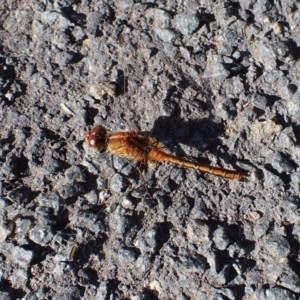 Diplacodes bipunctata at Cook, ACT - 18 Feb 2022