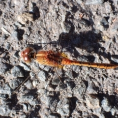 Diplacodes bipunctata at Cook, ACT - 18 Feb 2022 08:04 AM